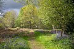 Bluebells, North Cliffe Wood