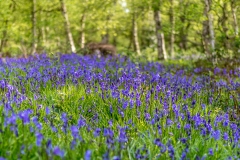 Bluebells, North Cliffe Wood