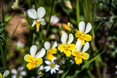 Viola, Spanish Pyrenees