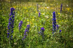 Viper’s Bugloss, Spanish Pyrenees