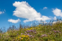 Spanish Pyrenees wild flowers