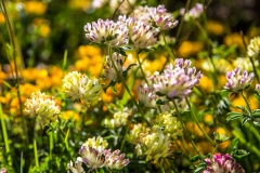 Vetch, Spanish Pyrenees