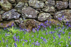 Rannerdale bluebells