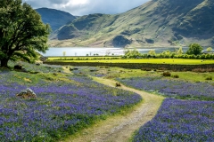 Rannerdale bluebells