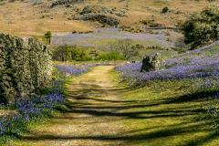 Rannerdale bluebells
