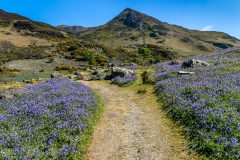 Rannerdale bluebells