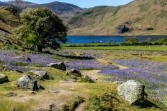 Rannerdale bluebells