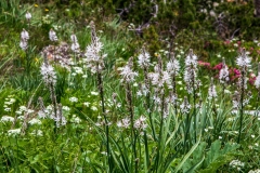 White Asphodel, Spanish Pyrenees