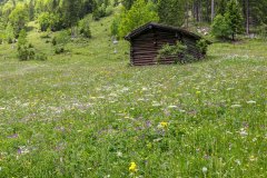 Alpine meadows, Bernese Oberland, Swiss Alps
