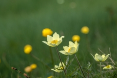 Alpine Pasque flower, Dolomites
