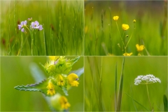 Lakeland wild flower meadow