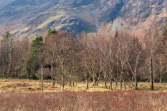 Borrowdale woodland