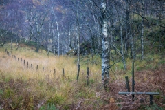 Borrowdale woodland