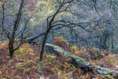 Borrowdale woodland