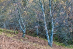 Borrowdale birches