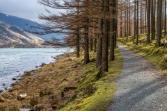 Burtness Wood Buttermere