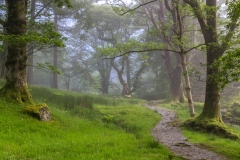 Crag Wood, Buttermere