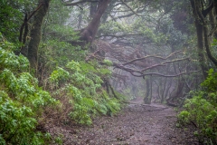 Laurel Forest, Tenerife