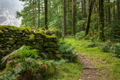 Lanthwaite Wood, Crummock Water
