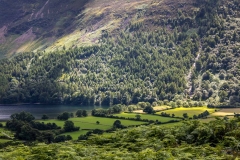 Burtness Wood, Buttermere
