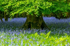 Dufton Ghyll Wood, Eden Valley