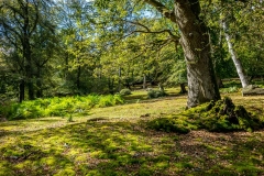 Emery Down, New Forest