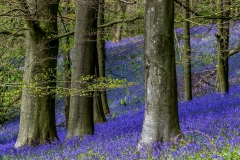 Flakebridge Wood, Eden Valley