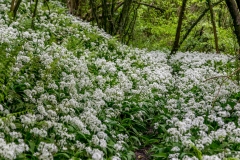 Forge Valley Wood