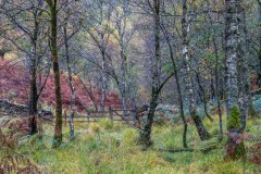 Cummacatta Wood, Borrowdale