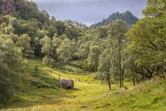 Cummacatta Wood, Borrowdale