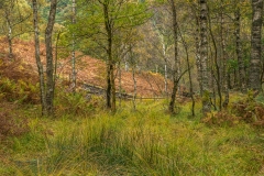 Cummacatta Wood, Grange