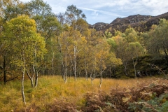 Cummacatta Wood, Grange