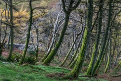 Holme Wood Loweswater