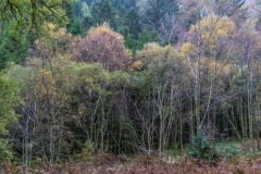 Holme Wood, Loweswater