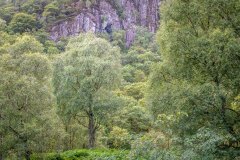 Cummacatta Wood, Borrowdale
