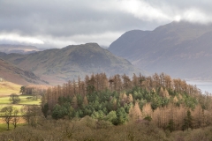 Lanthwaite Wood
