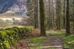 Lanthwaite Wood