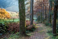 Lanthwaite Wood, Crummock Water