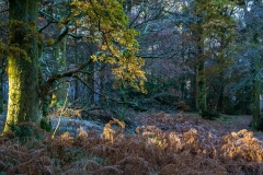 Holme Wood, Loweswater