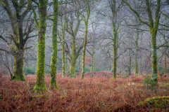 Holme Wood, Loweswater
