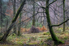 Holme Wood, Loweswater