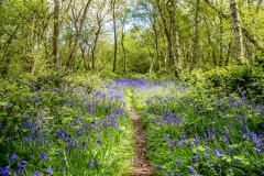 North Cliffe Woods, East Yorkshire