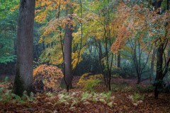 Ray Wood, Castle Howard