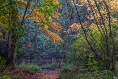 Ray Wood, Castle Howard