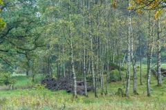 Woodland near Rydal Water