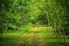 Knapton Plantation, North Yorkshire