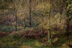 Oxen Fell