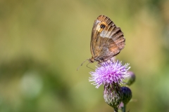 Butterflies of the Chablais Alps