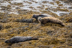 Seal