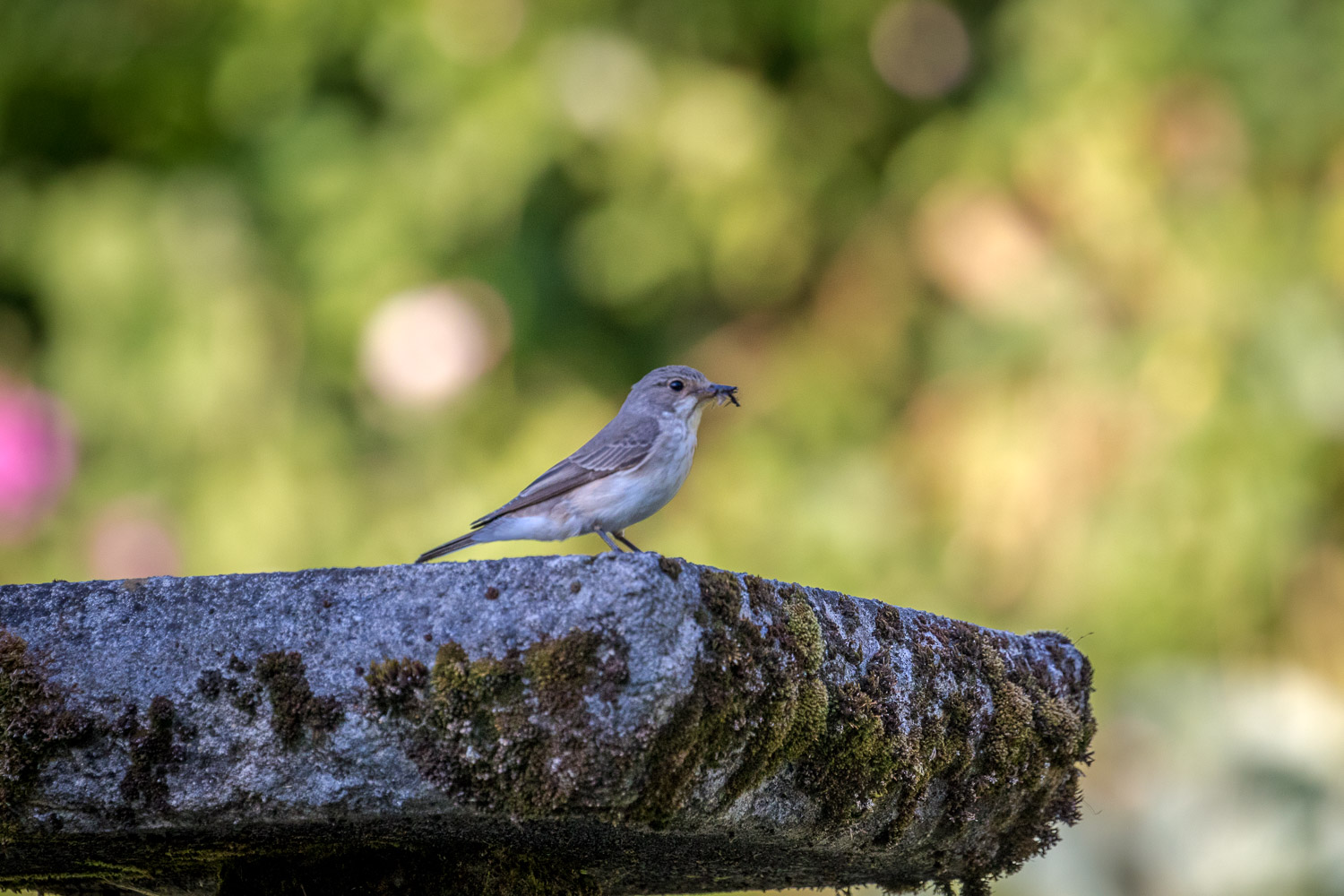 Spotted Flycatcher Lake District